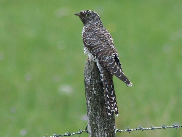 Belles images de coucous (oiseaux)