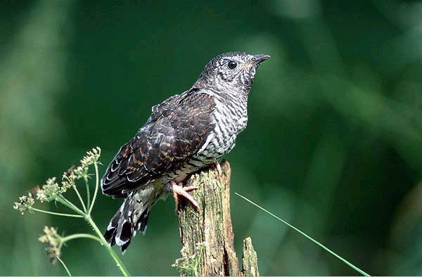 Belles images de coucous (oiseaux)