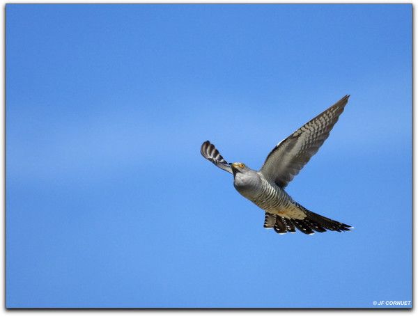 Belles images de coucous (oiseaux)