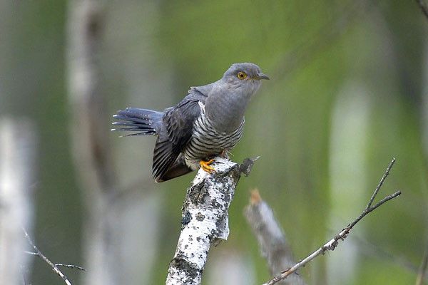 Belles images de coucous (oiseaux)