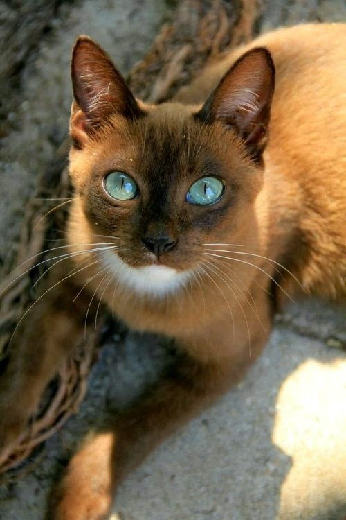 Chat brun yeux bleu