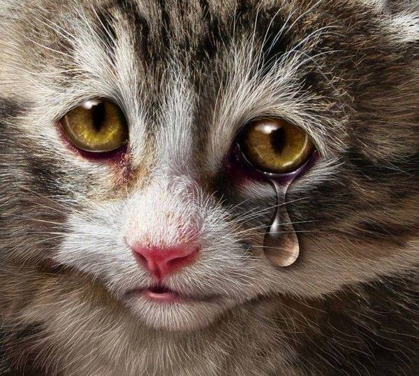 CHAT TRISTE