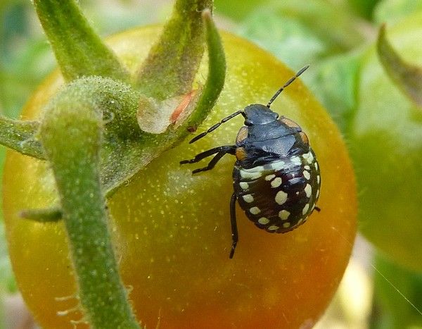 Nezara viridula 