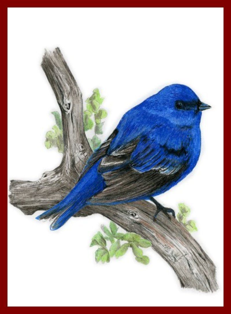 IndigoBunting_sml.jpg