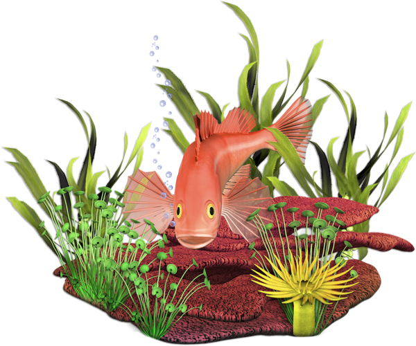 Tube poisson png, fond marin, aquarium ; Seabed png 3D