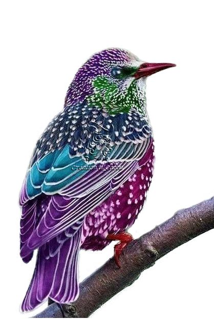 Magnifique oiseau multicolore