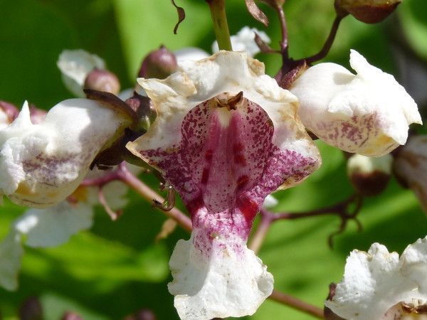 Gros  plan sur une fleur du Catalpa de bleu vif 