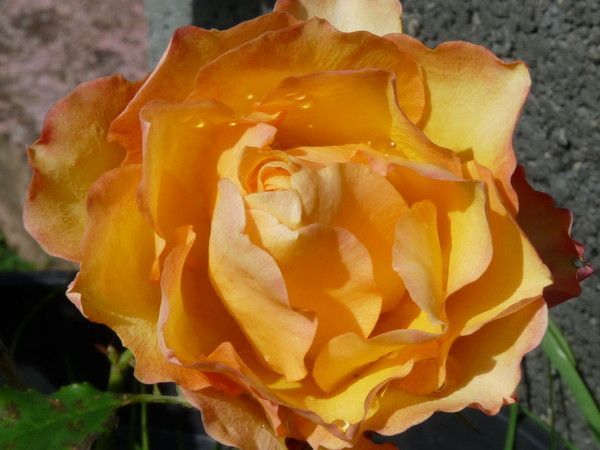 Rose jaune de BleuVif