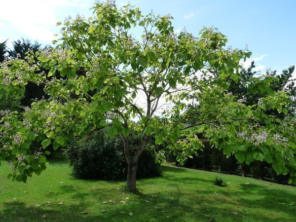 Le catalpa de Bleu Vif 