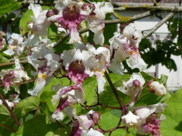 Les fleurs de Catalpa du jardin de bleuvif