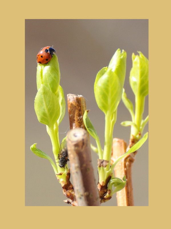 La Coccinelle et la Mouche