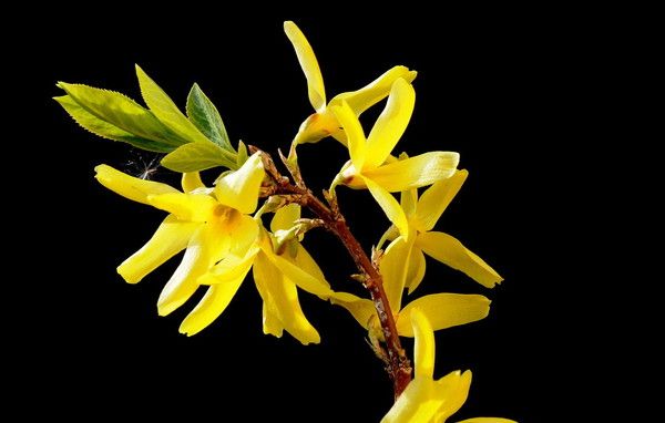 Forsythia