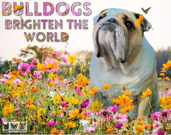 "Bulldogs brighten the world"   ...