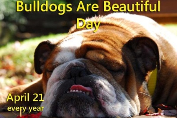 "Bulldogs Are Beautiful Day  April 21 every year"   ...