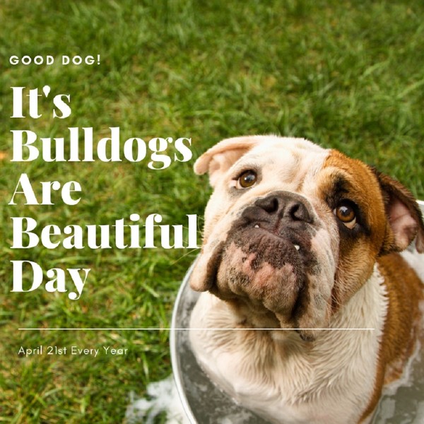 "Good Dog! It's bulldogs are beautiful day..."   ...