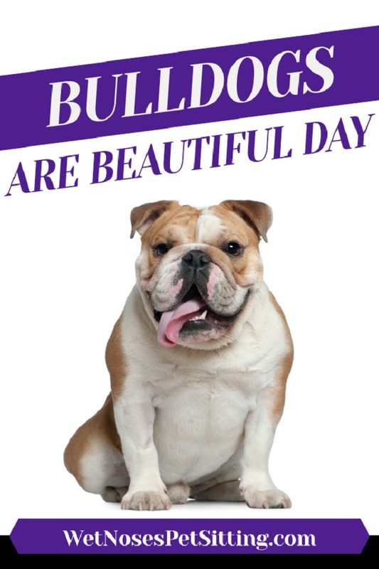 "Bulldogs Are Beautiful Day"   ...