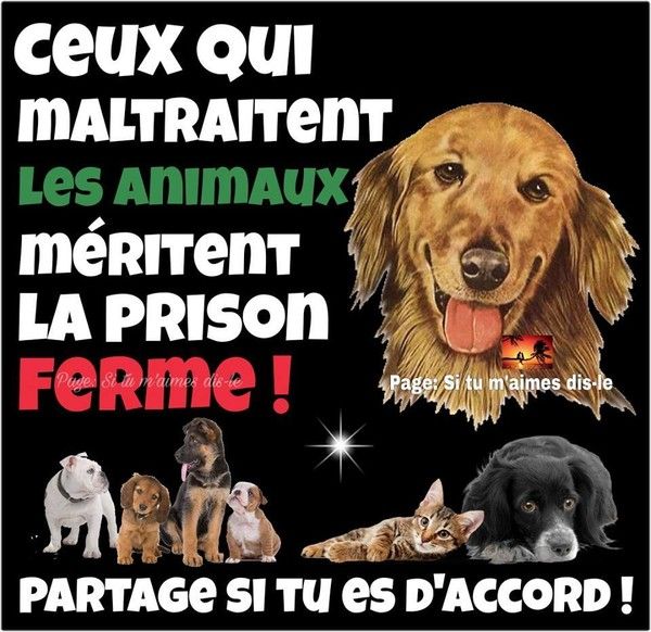 "Ceux qui maltraitent les animaux méritent la prison ferme!"