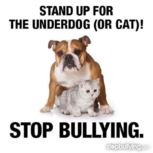 "Stand up for the underdog (or cat)! Stop bullying" ...