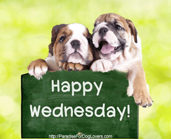 "Happy wednesday!" - Bon mercredi! ...