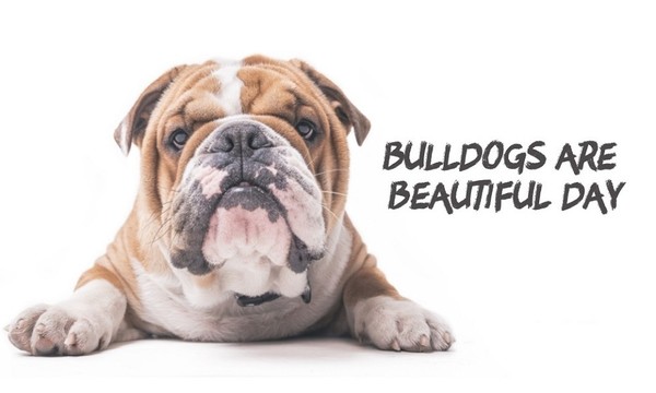 "Bulldogs Are Beautiful Day"   ...