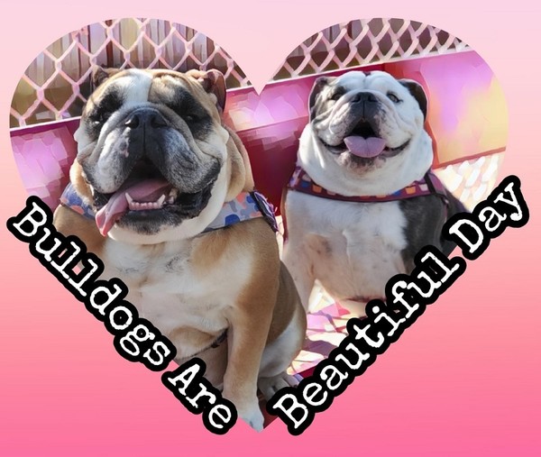 "Bulldogs Are Beautiful Day"   ...