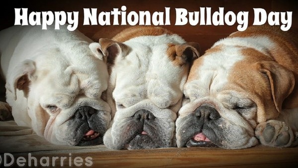 "Happy National Bulldog Day"   ...