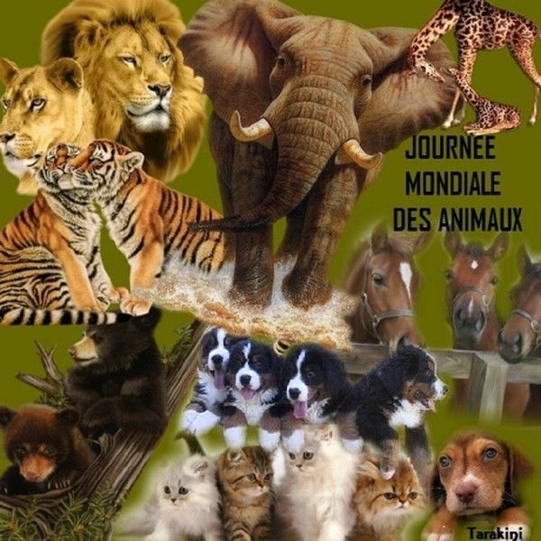 "Journée Mondiale des Animaux" - Domestiques et sauvages ...