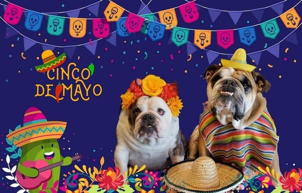 "Cinco de Mayo" - Jour de fête pour ce joli couple    ...