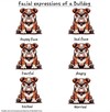 "Facial expressions of a Bulldog"   ...