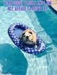 "I can doggy paddle and I am not afraid to prove it!" ...