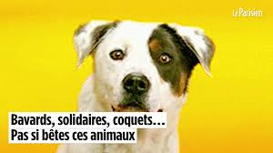 PAS BÊTES, CES ANIMAUX