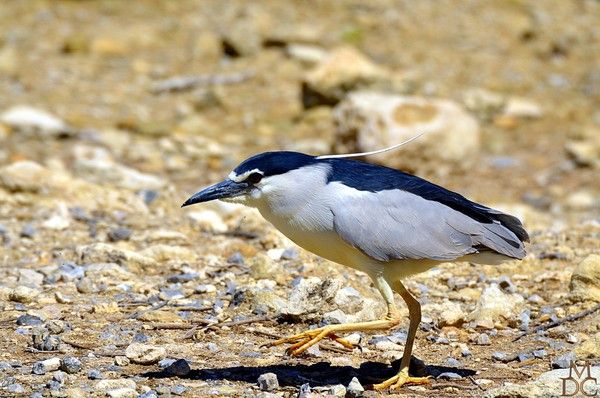 RESERVE AFRICAINE DE SIGEAN (11) AUDE