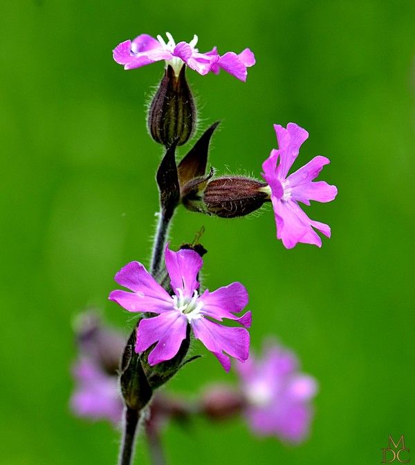 FLEUR ROSE OU ROUGE: SILENE DIOÏQUE