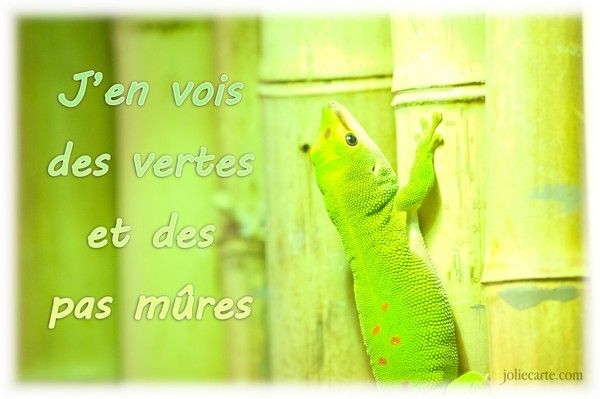 J'en vois des vertes.....