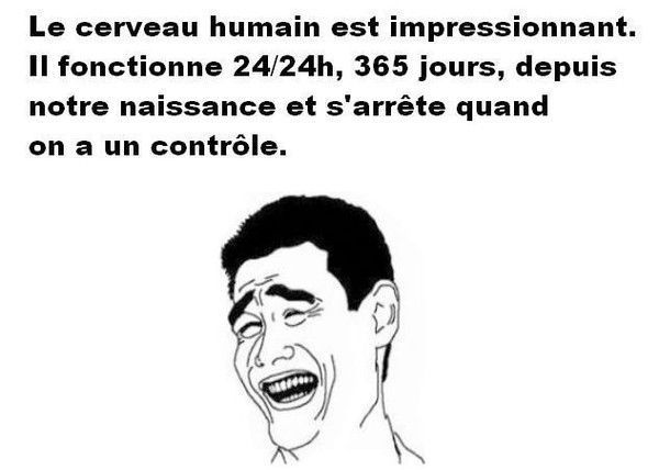 Le cerveau humain