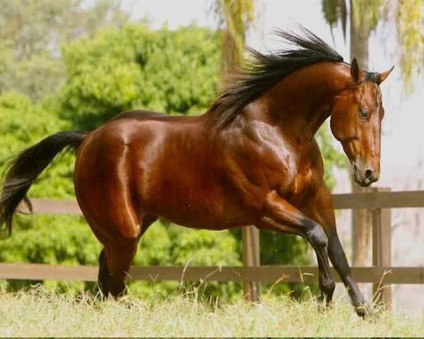  ALENTEJO CAVALOS PORTUGUES 1