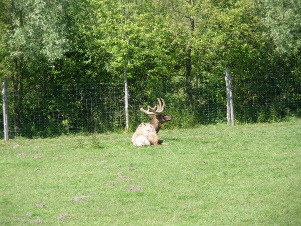 Parc des Légendes du Sentier des Daims  a Frossay *44*