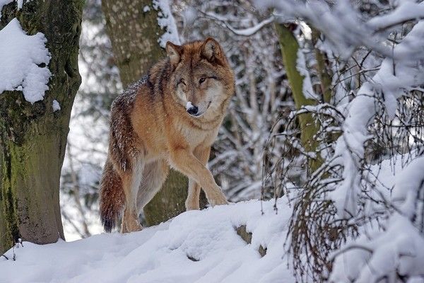 Splendides images de loups dans la neige