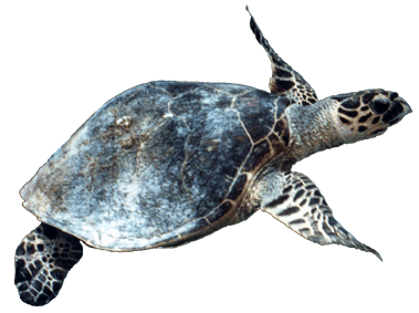 1-tortue_1.gif