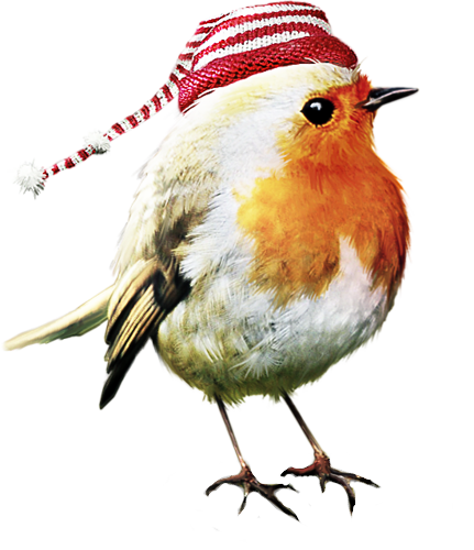 oiseau-avec-bonnet_4.png