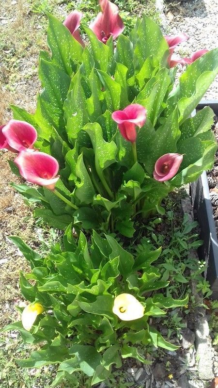 Les arums de mon jardin