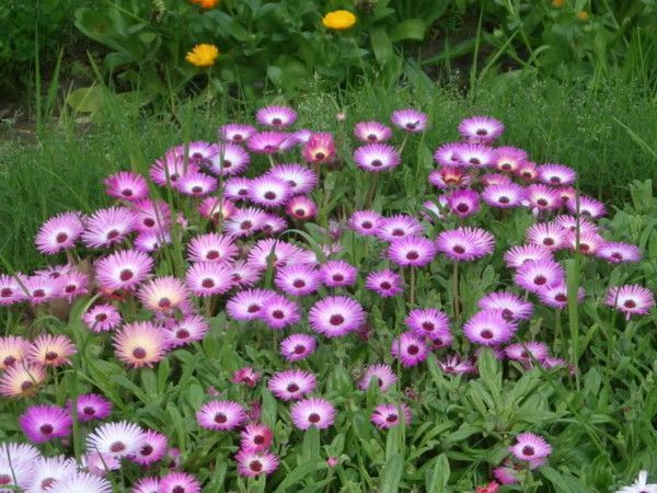 FOND DE FLEURS