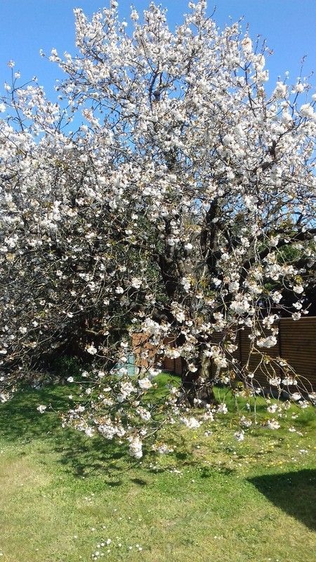 Notre beau cerisier est en fleur