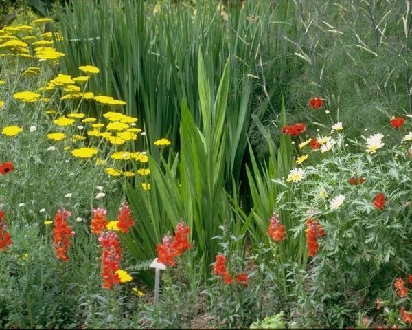 Image de fleurs