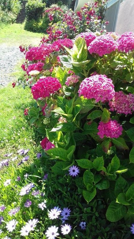 Les Hortensias