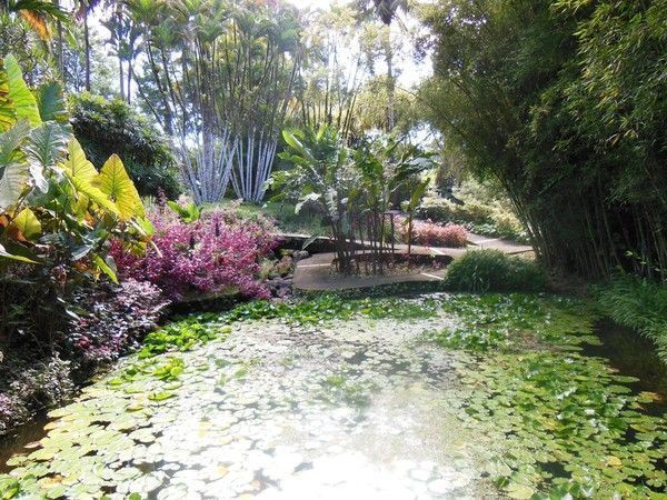 Les fleurs de la Martinique