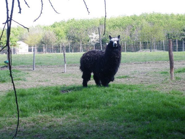 Parc des Légendes du Sentier des Daims  a Frossay *44*