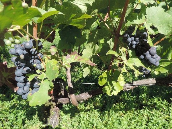 Les vignes de Mercey en Bourgogne