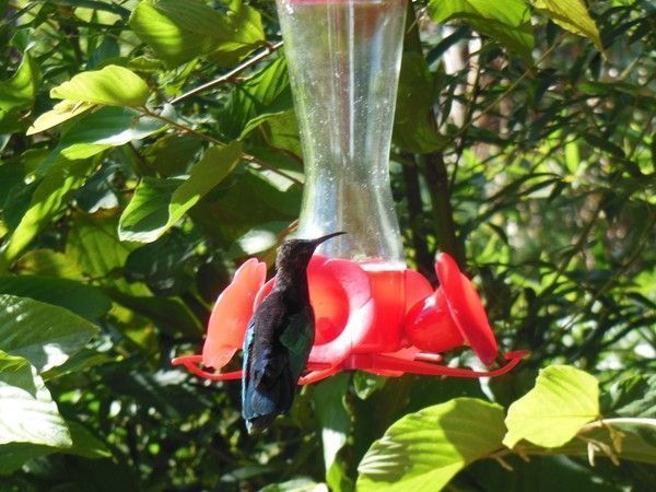 Les beaux oiseaux de la Martinique