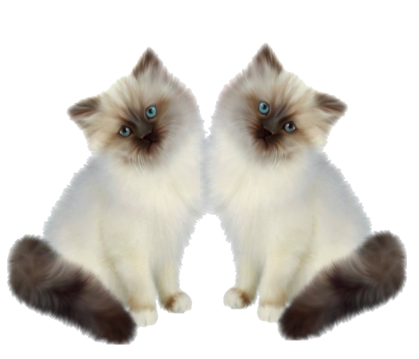 Tubes de chats en PNG